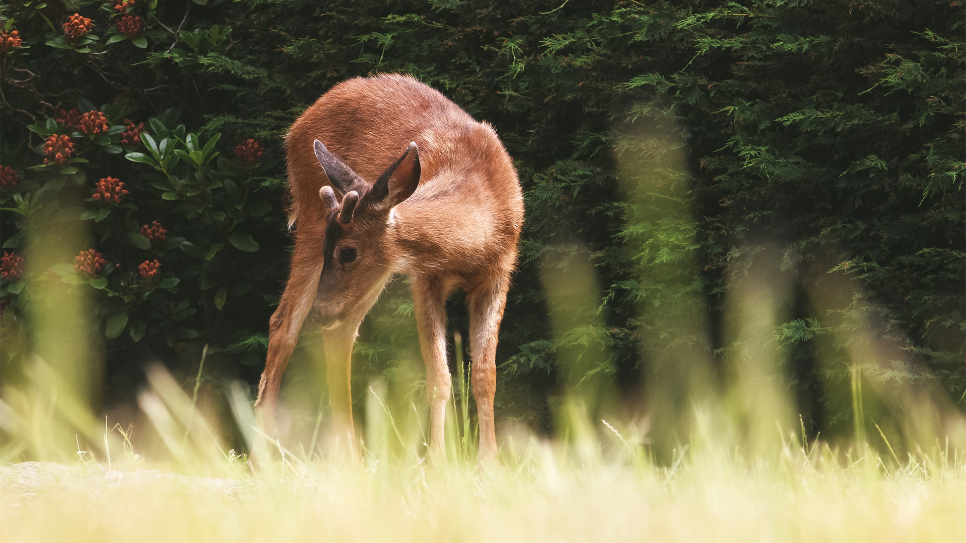 Small deer in the grass
